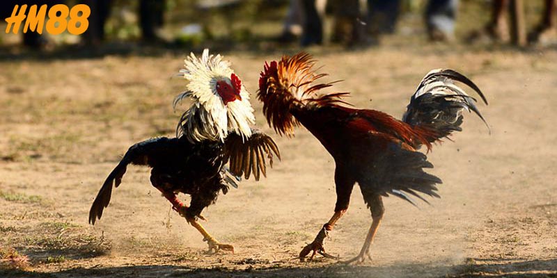 Sơ lược về sảnh đá gà HM88
